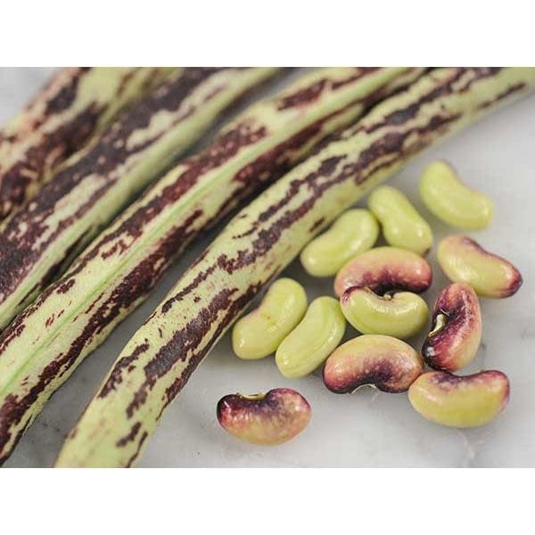 How to grow Long Beans in Singapore? Home Farming Singapore